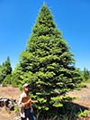 Large Real Christmas Tree 2
