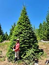 Large Real Christmas Tree 9
