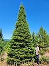 Large Real Christmas Tree 12