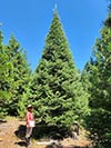Large Real Christmas Tree 17