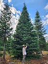 Large Real Christmas Tree 25