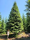 Large Real Christmas Tree 30