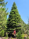 Large Real Christmas Tree 36