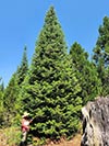 Large Real Christmas Tree 41