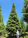 Large Real Christmas Tree 45