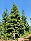 Large Real Christmas Tree 50