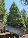 Large Real Christmas Tree 54