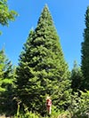 Large Real Christmas Tree 59