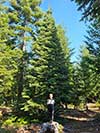 Large Real Christmas Tree 1 - 18' tall