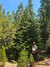 Large Real Christmas Tree 2 - 18' tall