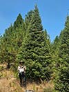 Large Real Christmas Tree 6 - 20' tall
