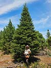 Large Real Christmas Tree 7 - 21' tall