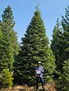 Large Real Christmas Tree 8 - 21' tall