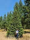 Large Real Christmas Tree 9 - 21' tall