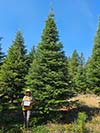 Large Real Christmas Tree 10 - 22' tall