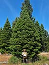 Large Real Christmas Tree 11 - 22' tall
