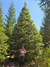 Large Real Christmas Tree 12 - 22' tall