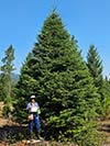 Large Real Christmas Tree 13 - 22' tall