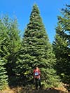 Large Real Christmas Tree 15 - 23' tall
