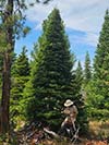 Large Real Christmas Tree 16 - 24' tall