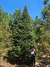 Large Real Christmas Tree 17 - 24' tall