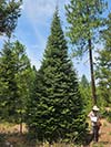 Large Real Christmas Tree 18 - 25' tall