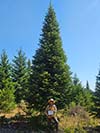 Large Real Christmas Tree 20 - 26' tall