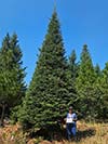 Large Real Christmas Tree 25 - 28' tall