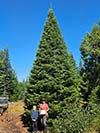 Large Real Christmas Tree 27 - 29' tall