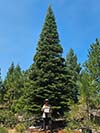 Large Real Christmas Tree 28 - 30' tall