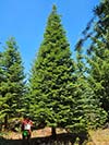Large Real Christmas Tree 29 - 31' tall