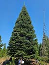 Large Real Christmas Tree 32 - 32' tall