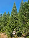 Large Real Christmas Tree 33 - 32' tall