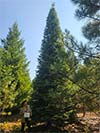 Large Real Christmas Tree 35 - 33' tall