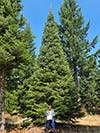 Large Real Christmas Tree 39 - 35' tall