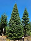 Large Real Christmas Tree 40 - 36' tall