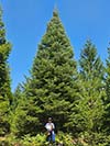 Large Real Christmas Tree 42 - 36' tall
