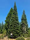 Large Real Christmas Tree 44 - 36' tall