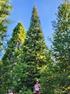 Large Real Christmas Tree 45 - 37' tall