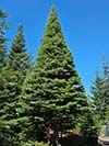 Large Real Christmas Tree 46 - 38' tall