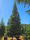 Large Real Christmas Tree 48 - 40' tall