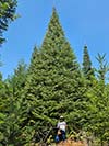 Large Real Christmas Tree 52 - 42' tall