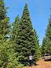 Large Real Christmas Tree 53 - 42' tall