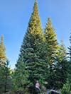 Large Real Christmas Tree 54 - 48' tall