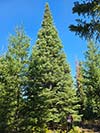 Large Real Christmas Tree 56 - 49' tall