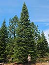Large Real Christmas Tree 57 - 41' tall