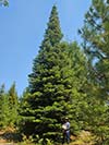 Large Real Christmas Tree 58 - 51' tall
