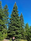 Large Real Christmas Tree 60 - 56' tall