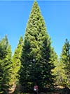 Large Real Christmas Tree 61 - 63' tall