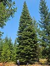 Large Real Christmas Tree 63 - 65' tall